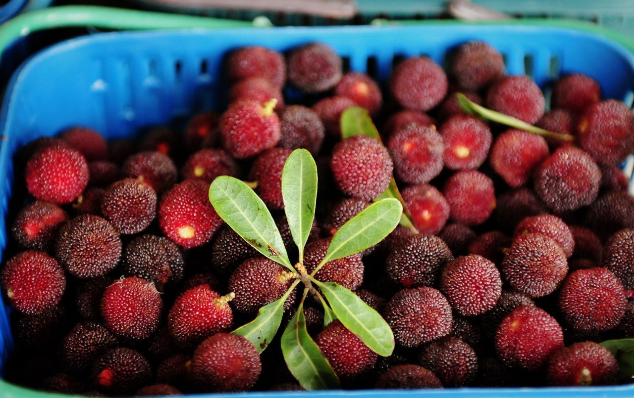 洗杨梅可以用盐洗吗,洗杨梅里头放什么东西洗好