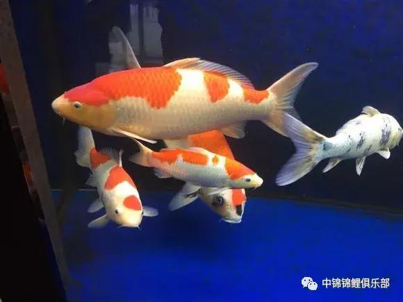 院子鱼池养入门锦鲤,新手养锦鲤和金鱼要用哪些设备