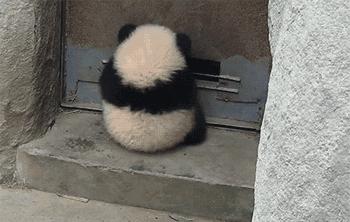 大熊猫有没有吃肉的特性,大熊猫的消化系统为什么不怕竹子