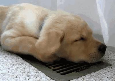 新手养金毛必备知识,养金毛新手入门必知