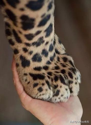 这套喵肉球vs口红色号匹配大全送你了!拿走不谢!