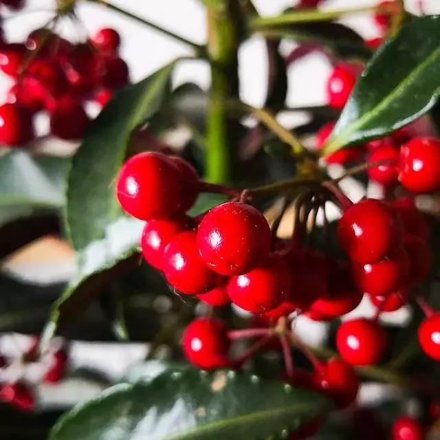 过年家里摆什么植物好,家里过年要摆几样水果