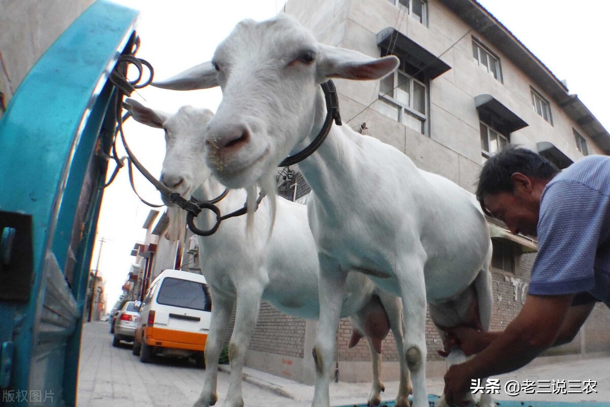红糖在养殖牛羊方面的作用与功效,红糖养猪妙招