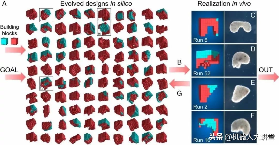 全球首个活体机器人怎么编程,最新人工智能机器人问世