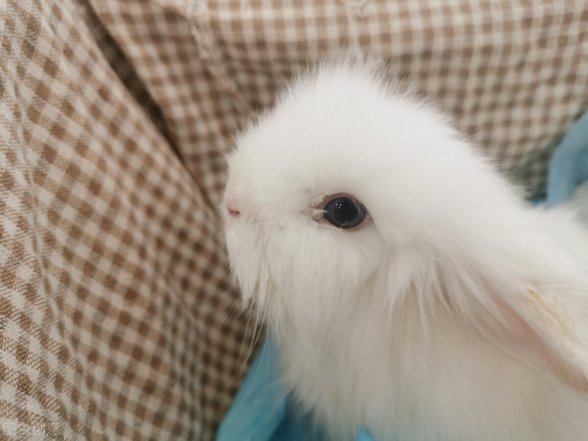 兔子得了球虫治不过来了吗,兔子已经得了球虫病怎么治