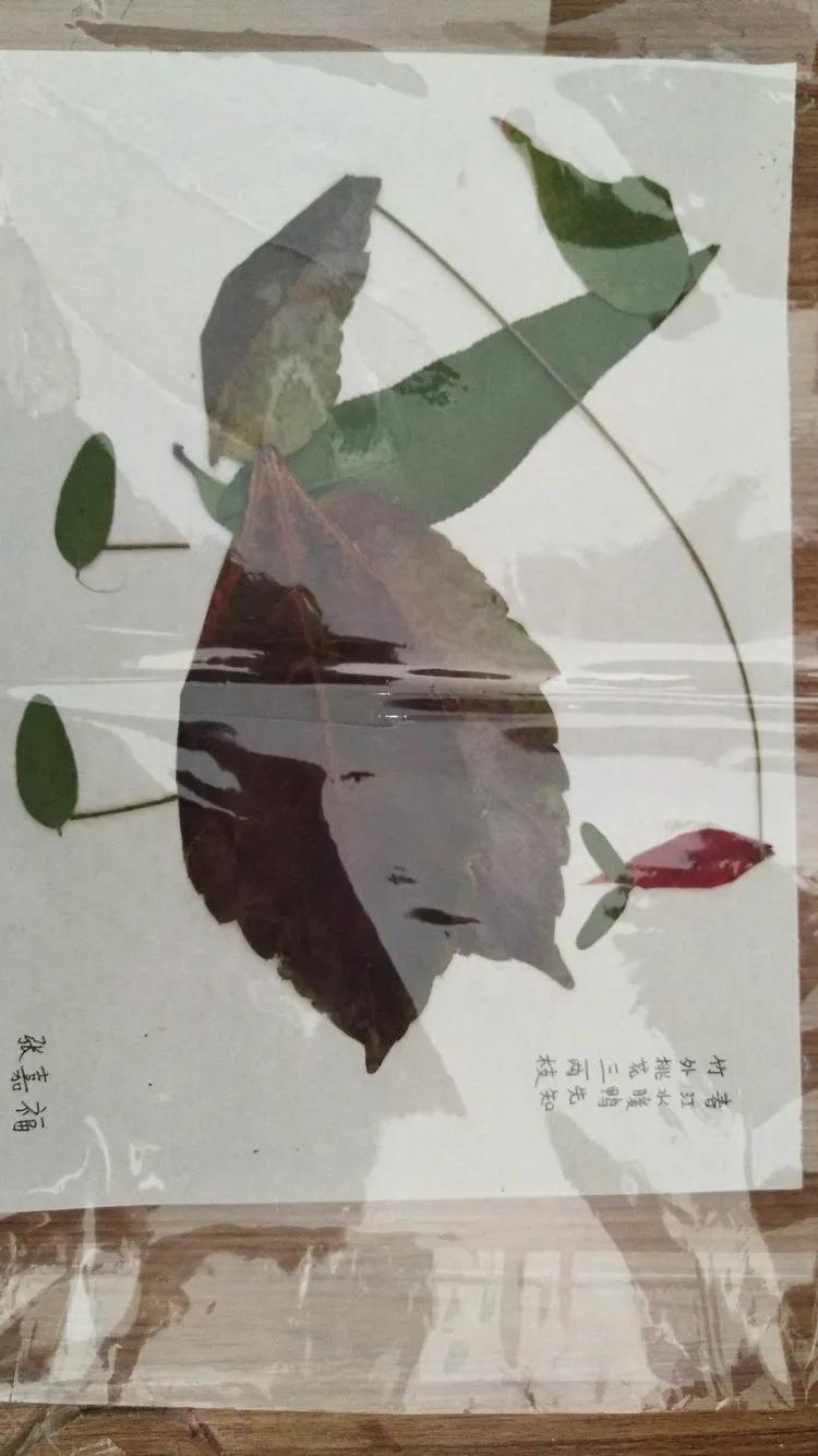 育才中学美丽校园,阜新市育才中学照片