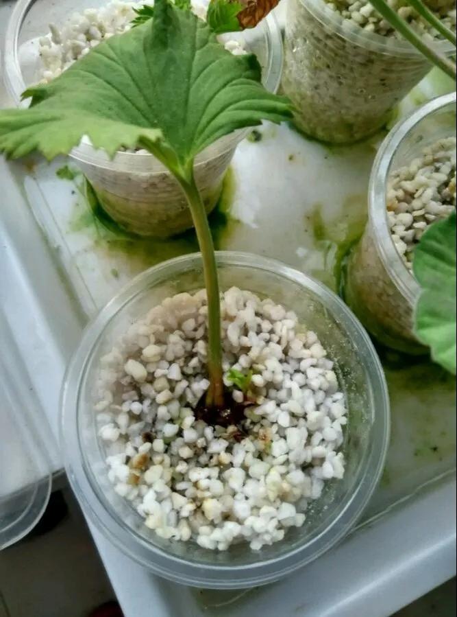 扦插花的养殖方法和技巧,养花扦插有妙招多肉