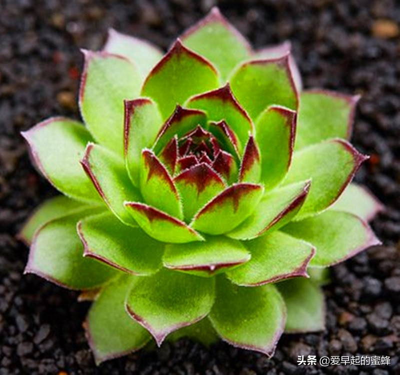 观音莲养了一年不长怎么办,观音莲养多久会爆下崽