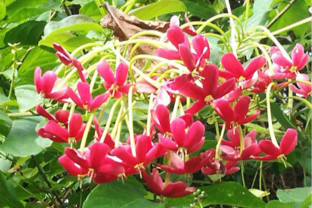 使君子开花有什么寓意,使君子故事