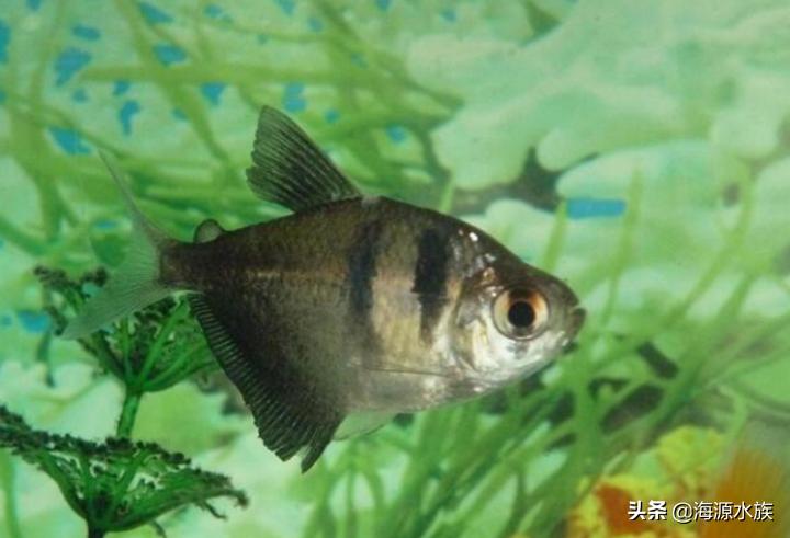有哪些适合新手饲养的观赏鱼,推荐几款适合新手饲养的观赏鱼