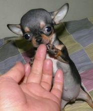 吉娃娃属于小型犬,但它的饲养方式跟其他小型犬一样吗?