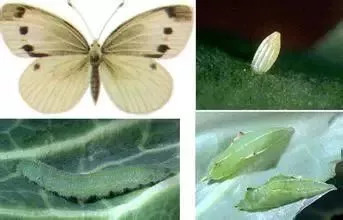 花椰菜常见病害图解,花椰菜病虫害防治图谱