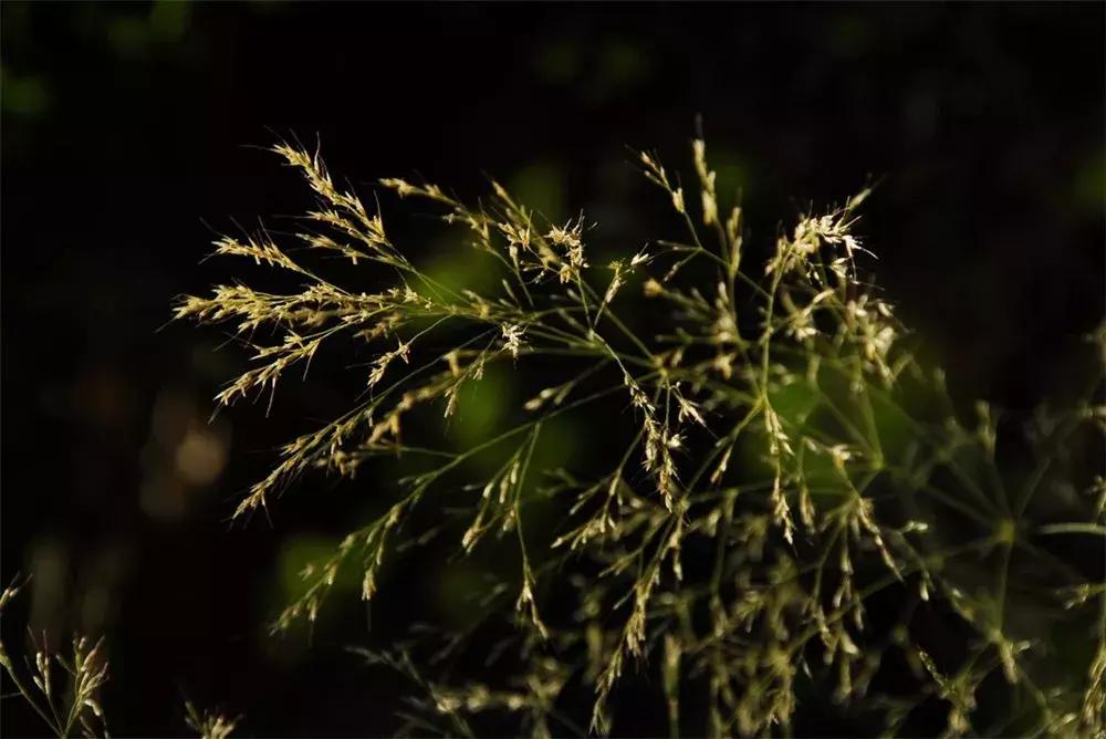 诗意天祝‖送你一把芨芨草