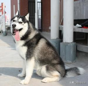 纯种哈士奇和普通哈士奇区别,哈士奇和二哈是同一个品种的狗吗