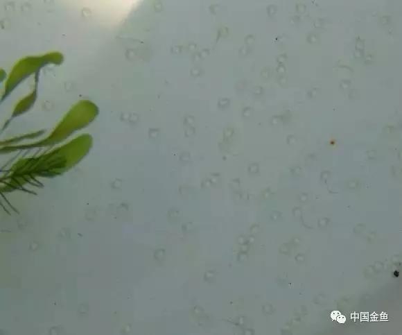 金鱼人工繁殖挤卵需静置多少时间,泰狮金鱼在哪个时间段繁殖比较好