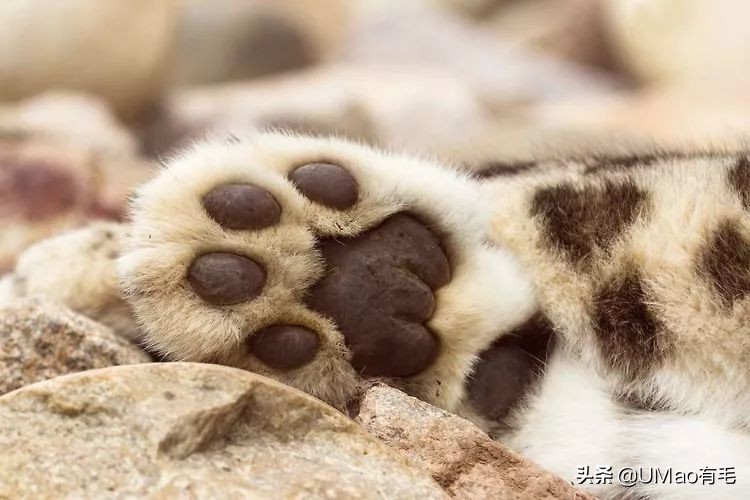 这套喵肉球vs口红色号匹配大全送你了!拿走不谢!