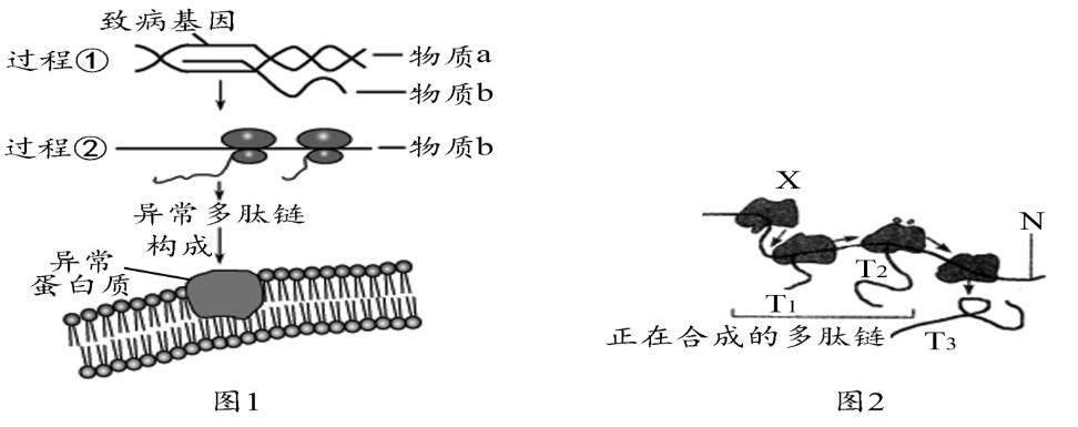 生物期中考选择题必考知识点,2017年生物期中考试题