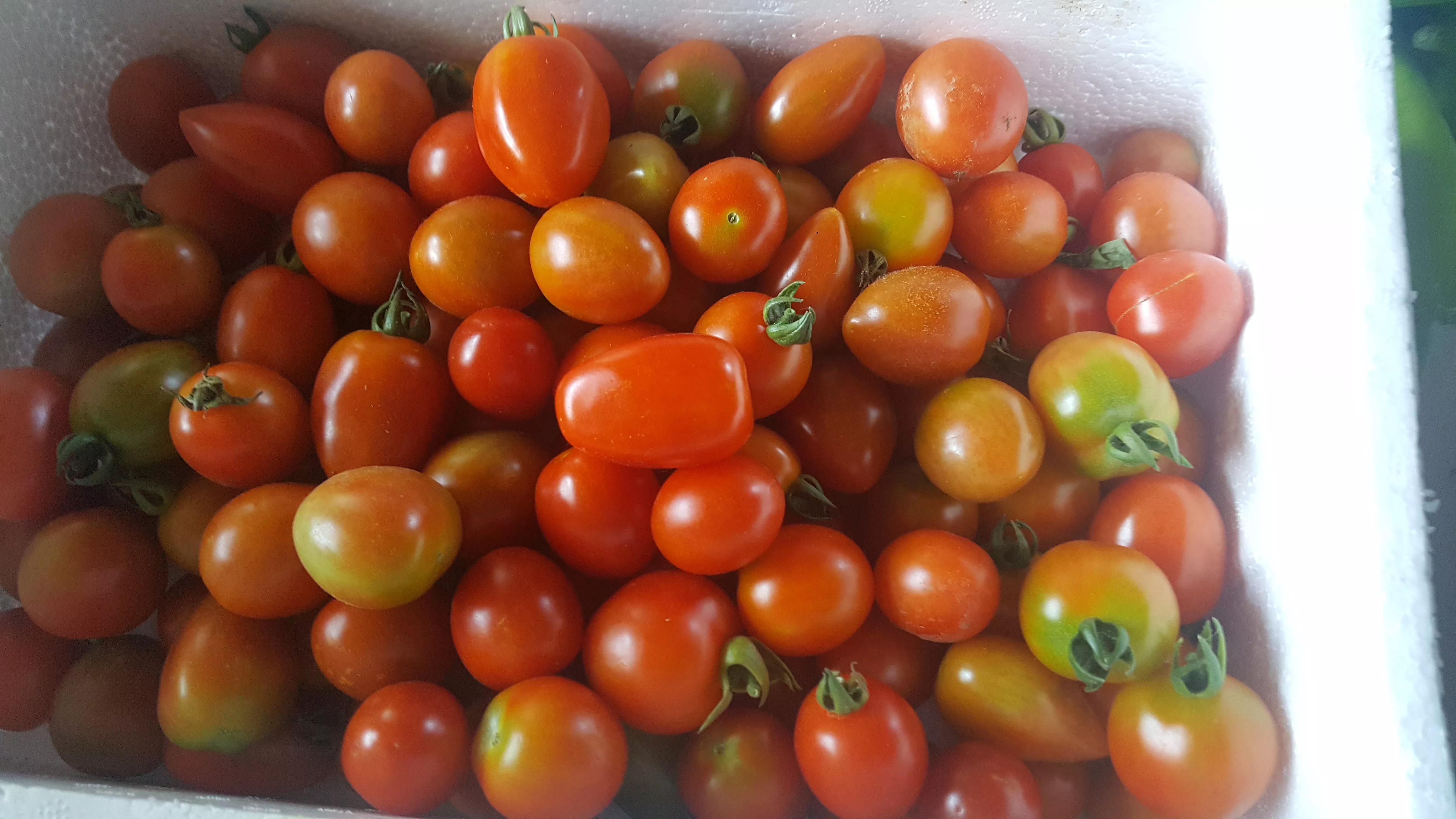 我的种植初体验,有机农业增产