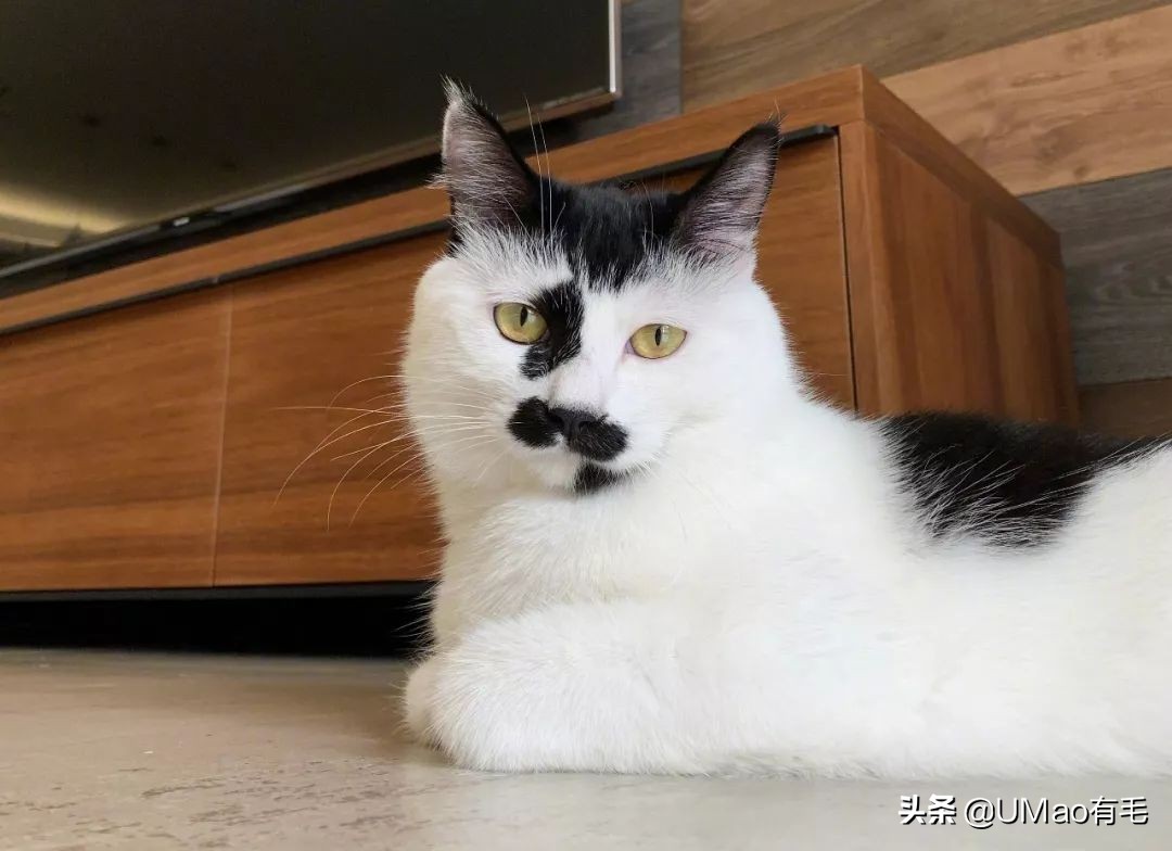 胖橘猫和黑猫,橘猫黑猫白猫哪个最可爱