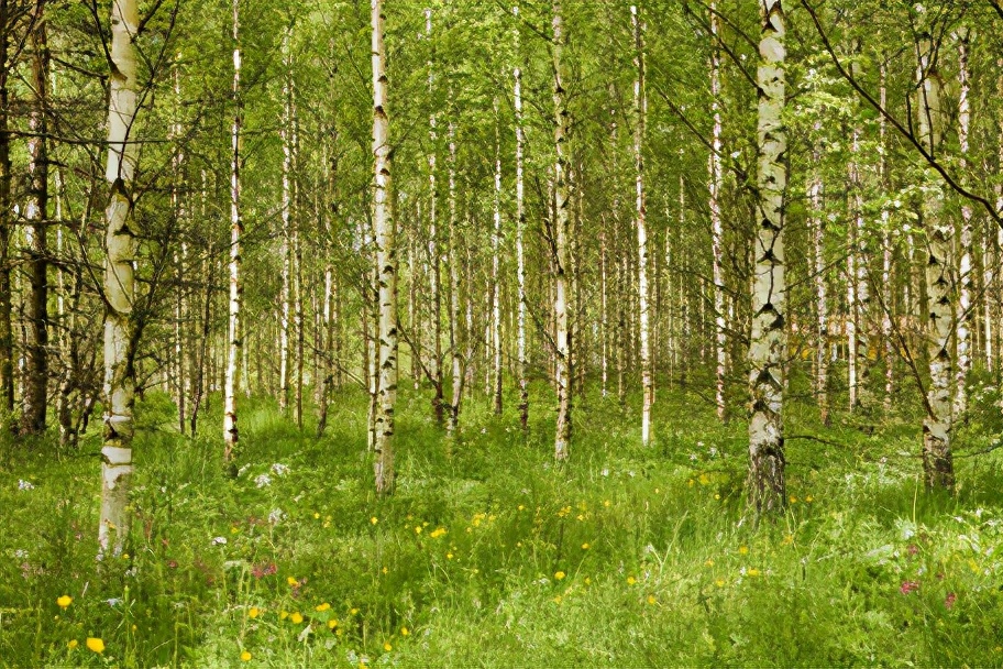 盘一盘树木在营养健康方面为人类做出的贡献