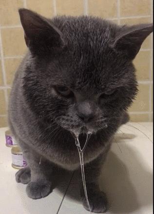 猫咪晕车吐了怎么办,猫咪晕车后呕吐了怎么办