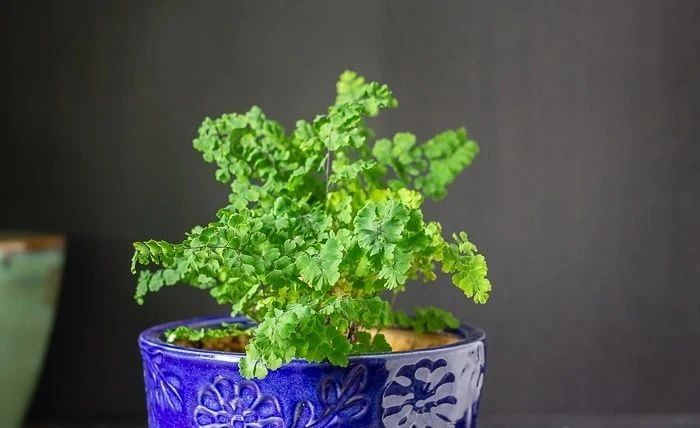 盆栽铁线蕨叶子容易发黄干枯，如何才能让叶子常年翠绿呢？