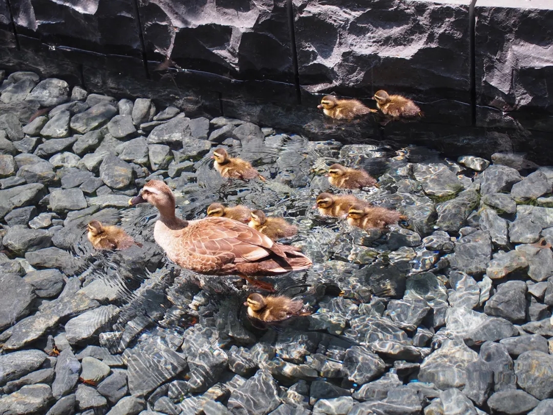日本养老院景观,泰国公寓景观设计