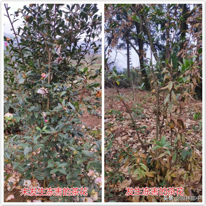 苗木冻伤了怎么补救,苗木受冷怎么补救