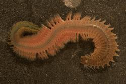 沙蚕活饵可以钓淡水鱼,天然钓饵活沙蚕