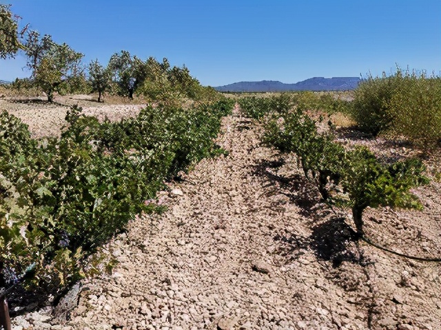 这个分类能代表西班牙葡萄酒的最高品质吗？一篇文章带你搞懂