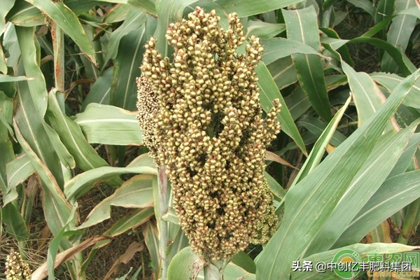 高粱怎么种植能够高产,长杆高粱高产还是矮杆高粱高产