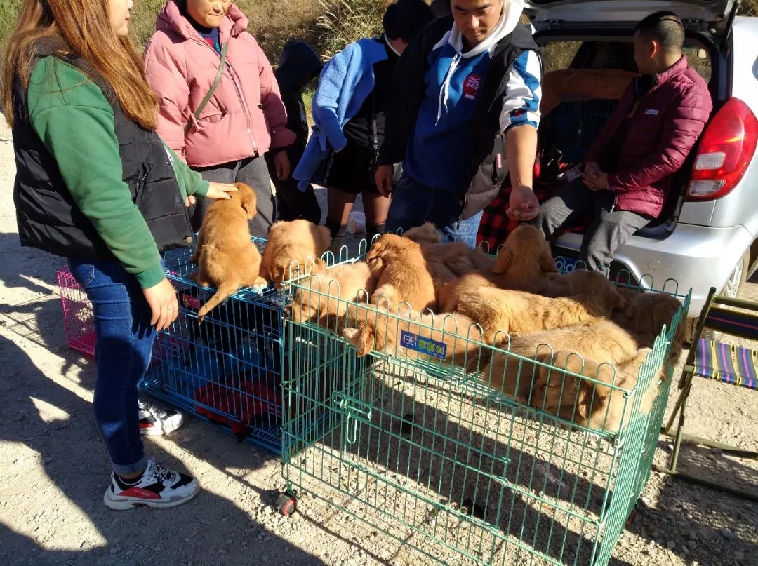 去狗市买200块钱一只的金毛,狗市商贩