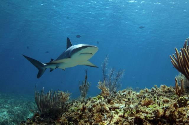 不潜水的人对潜水最大的误解,不会潜水的人去潜水