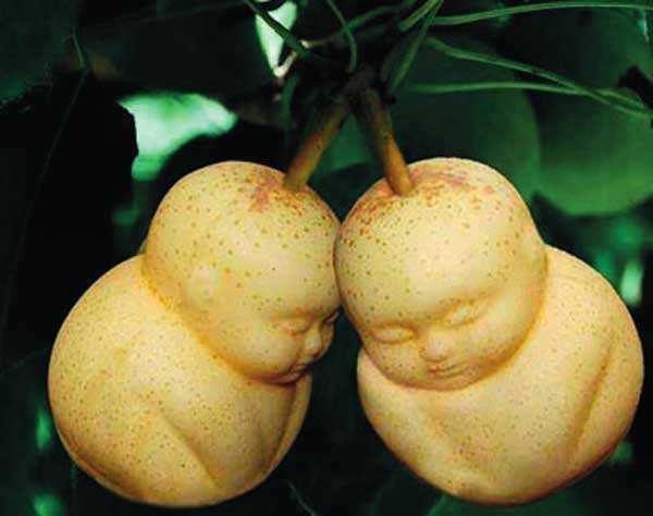 隐藏在西游记人参果背后的秘密,西游记人参果奇异之处