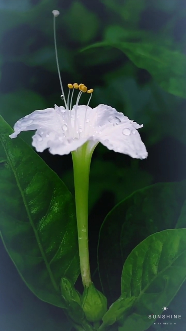 中国诗歌周刊第24集,中国诗歌第1266期完整版