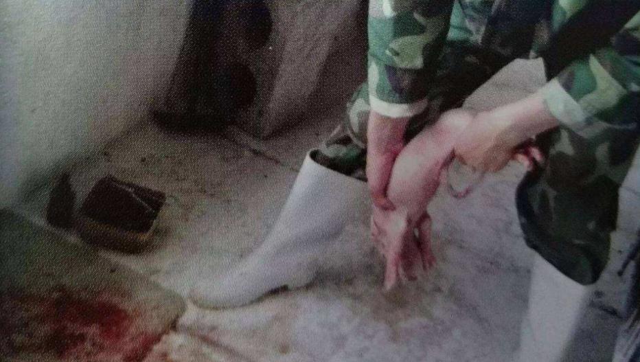 母猪分娩手法详解猪友实战分享,母猪产房容易遇见的难题