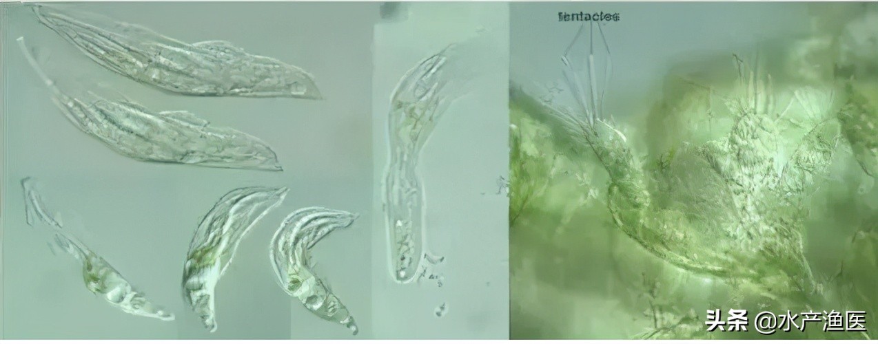 养殖鱼常见体外寄生虫,23种鱼类寄生虫图片库
