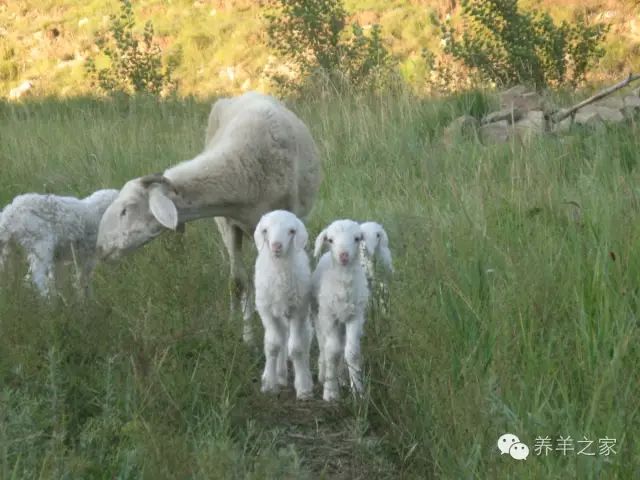 母羊的分娩及接产技术,怎样提高母羊产羔率