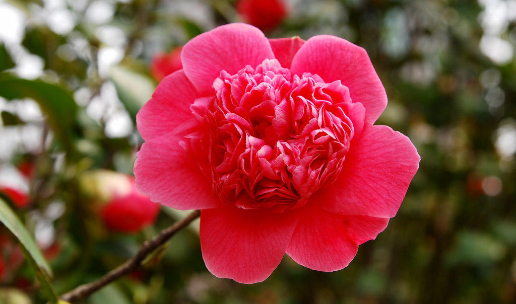 山茶花开花时可以晒太阳吗,山茶花在冬天开花时注意的事项