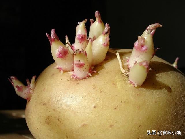 长芽的土豆还能吃吗动画,长芽的土豆还能吃吗
