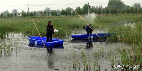 小龙虾遮蔽物设置,新手养小龙虾如何防止挂底