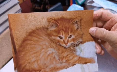 二十多岁进宫，在紫禁城中撸猫8年，她揭开了不为人知的故宫往事