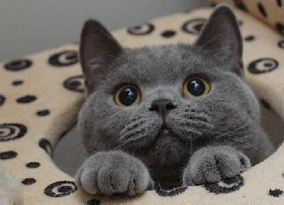 为什么大家都爱养英国短毛猫?这五点好处,看了不选都不行