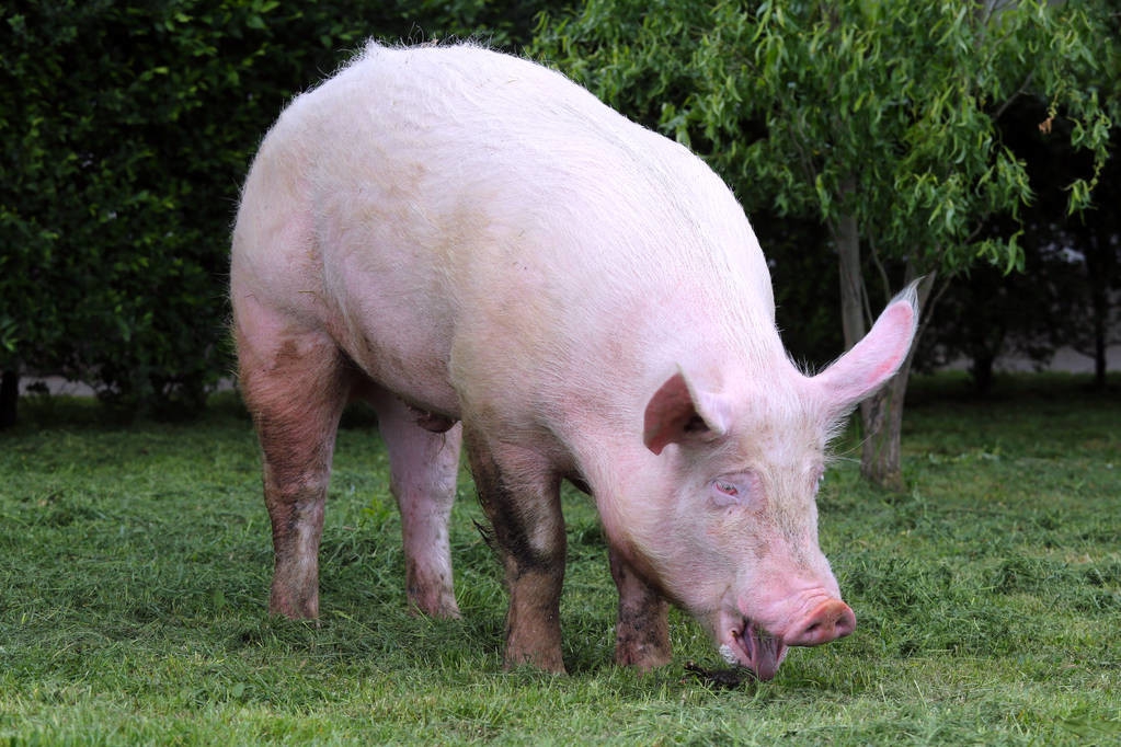 给养猪新人阐述几个养殖关键点