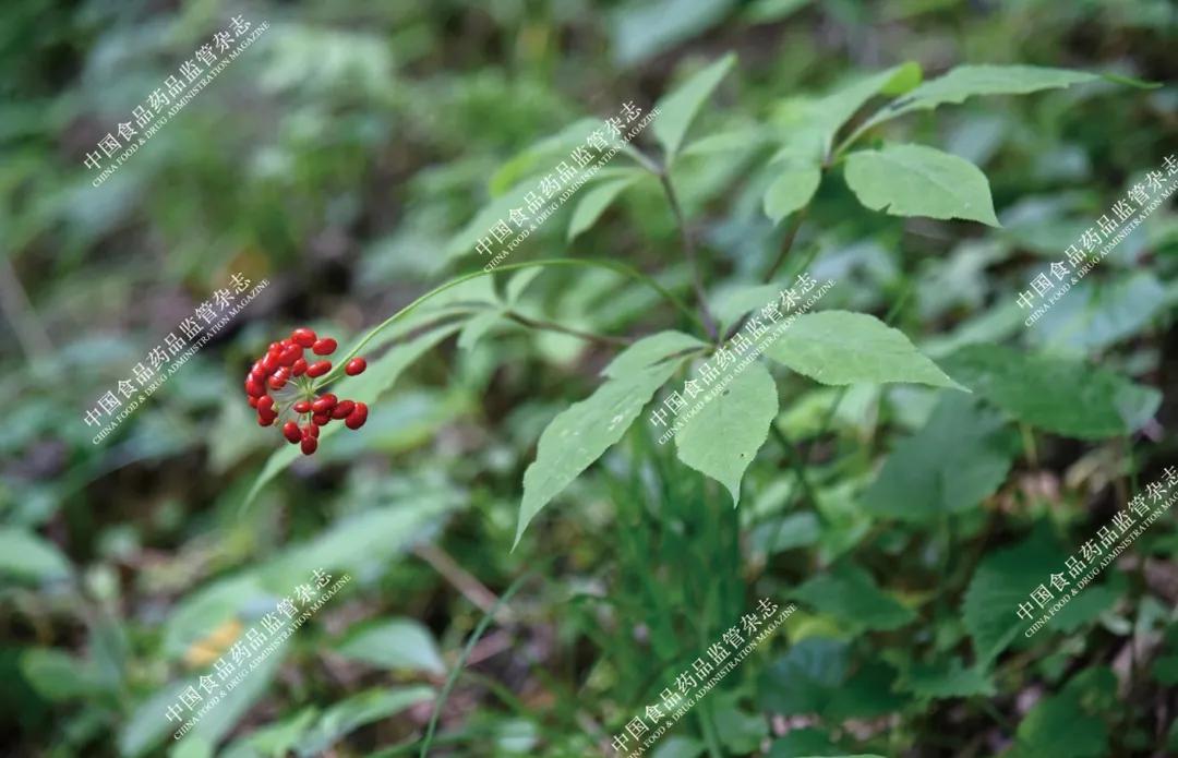 本草知识人参,本草中国视频感悟