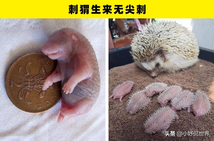 冷知识大揭秘我的世界,真实存在的奇怪冷知识