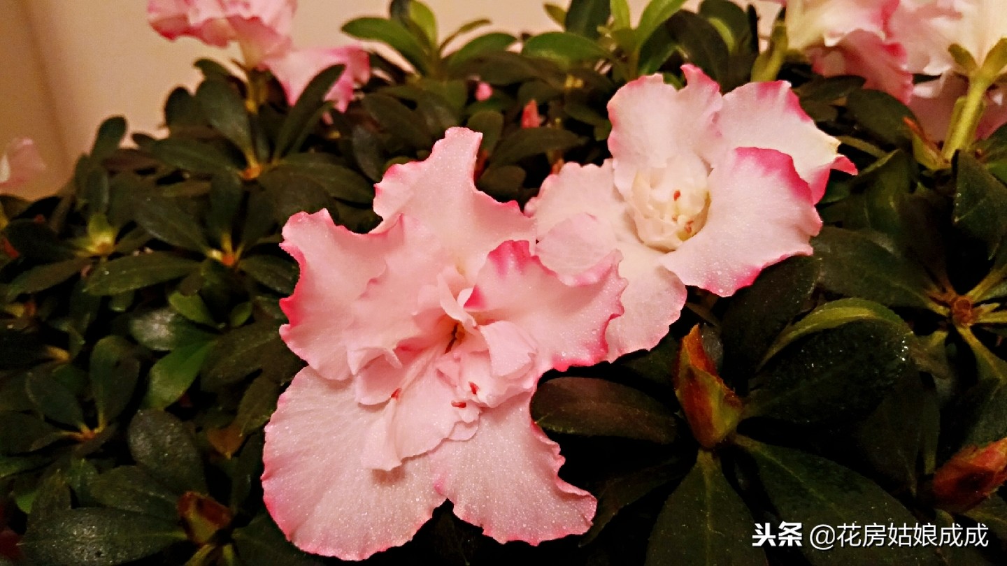 杜鹃花掉叶子怎么办,杜鹃花掉叶子严重怎么补救