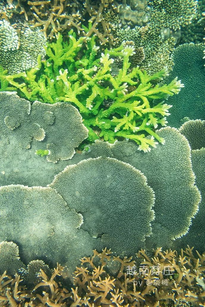 中国可浮潜的海湾,世界最美且可以浮潜十大海滩