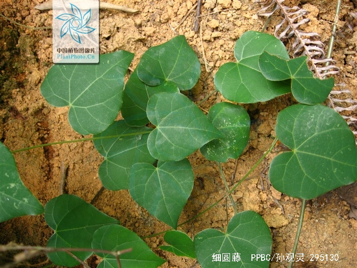 黑风散介绍,少林黑风散膏药