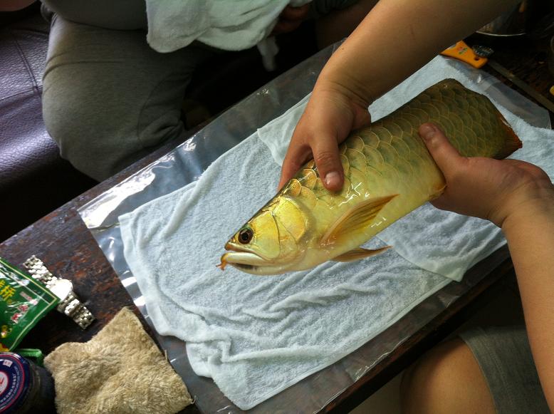 金龙鱼鱼尾受伤，龙须折断，主人为它做整形手术